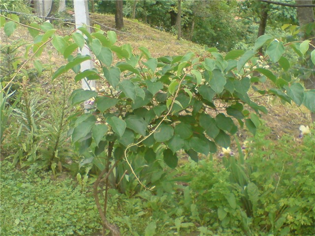 kiwii