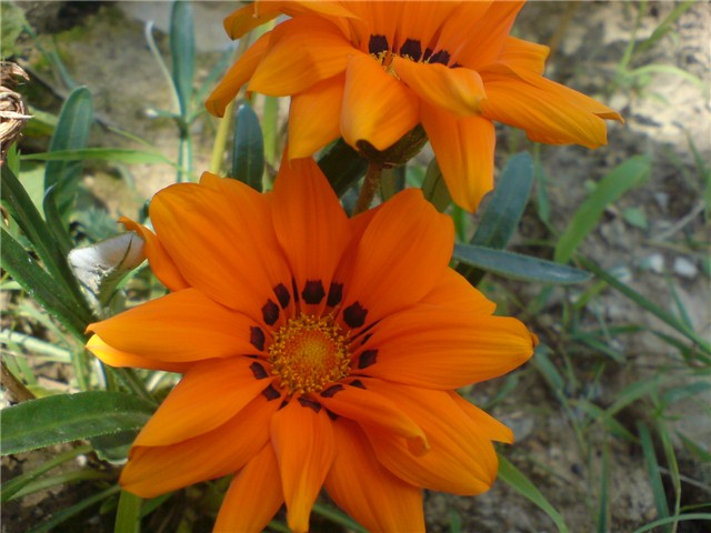 gazanija