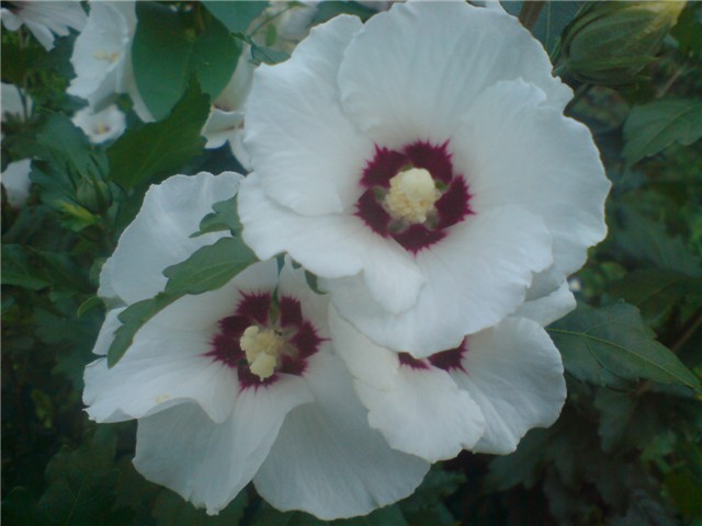 hibiskus