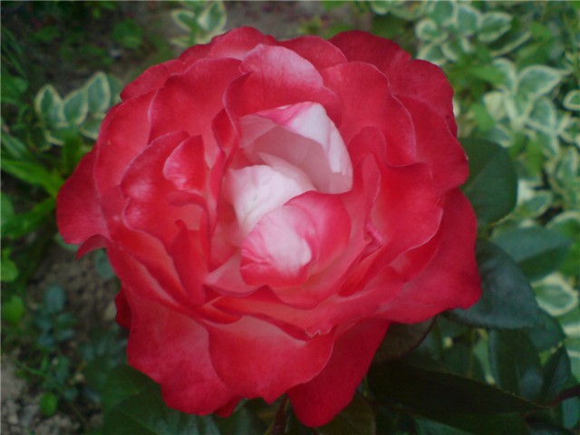 imperatrice