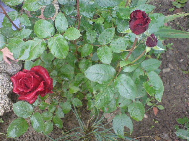 crvena