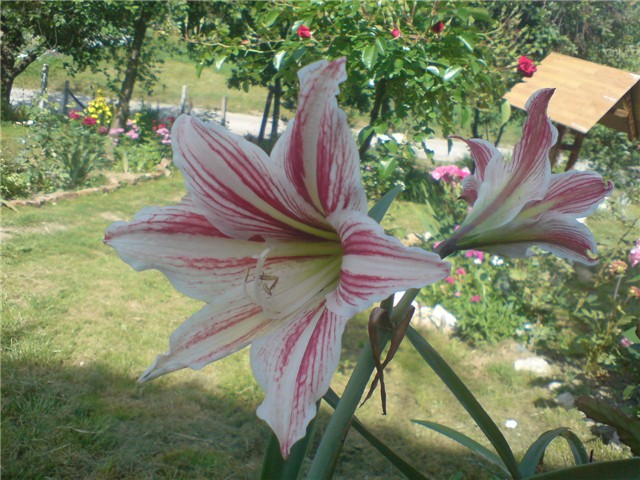amarilis
