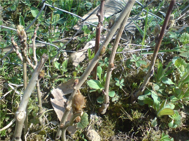 glicinija