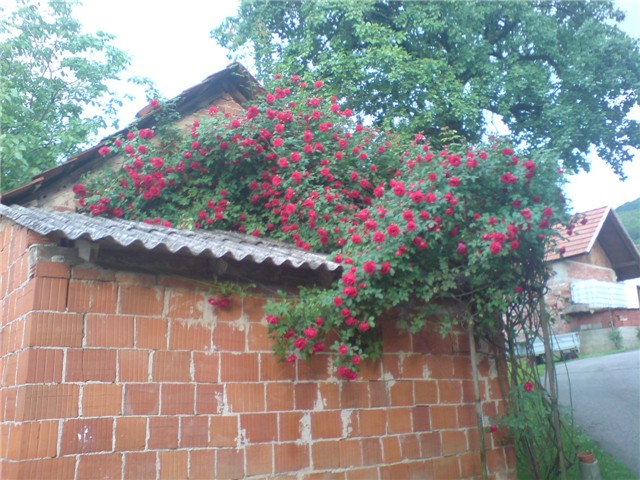 crvena%20penjacica