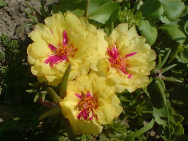prkosi2