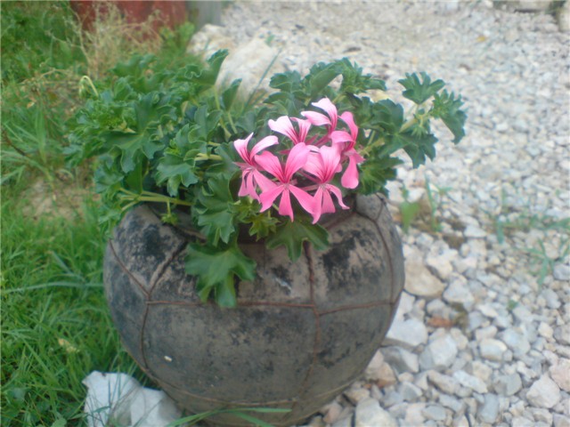 pelargonije