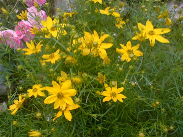coreopsis
