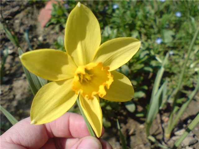 narcisa