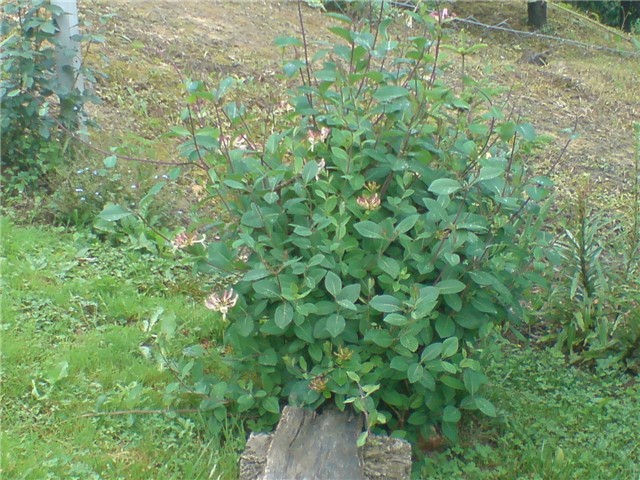 lonciera