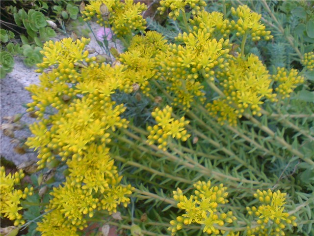 sedumi