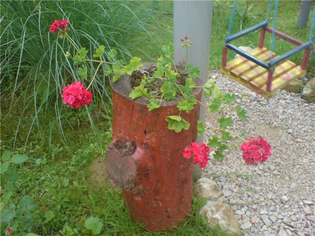 pelargonija